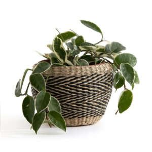 Seagrass Pot Holder  TBS-0032